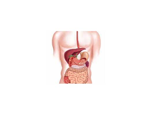 Healthy Digestive System Tips