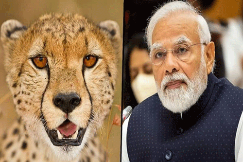 PM Modi On Namibia Cheetah