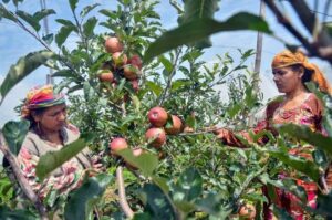 apple farmers 