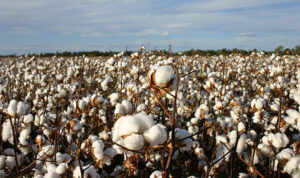 Cotton-field